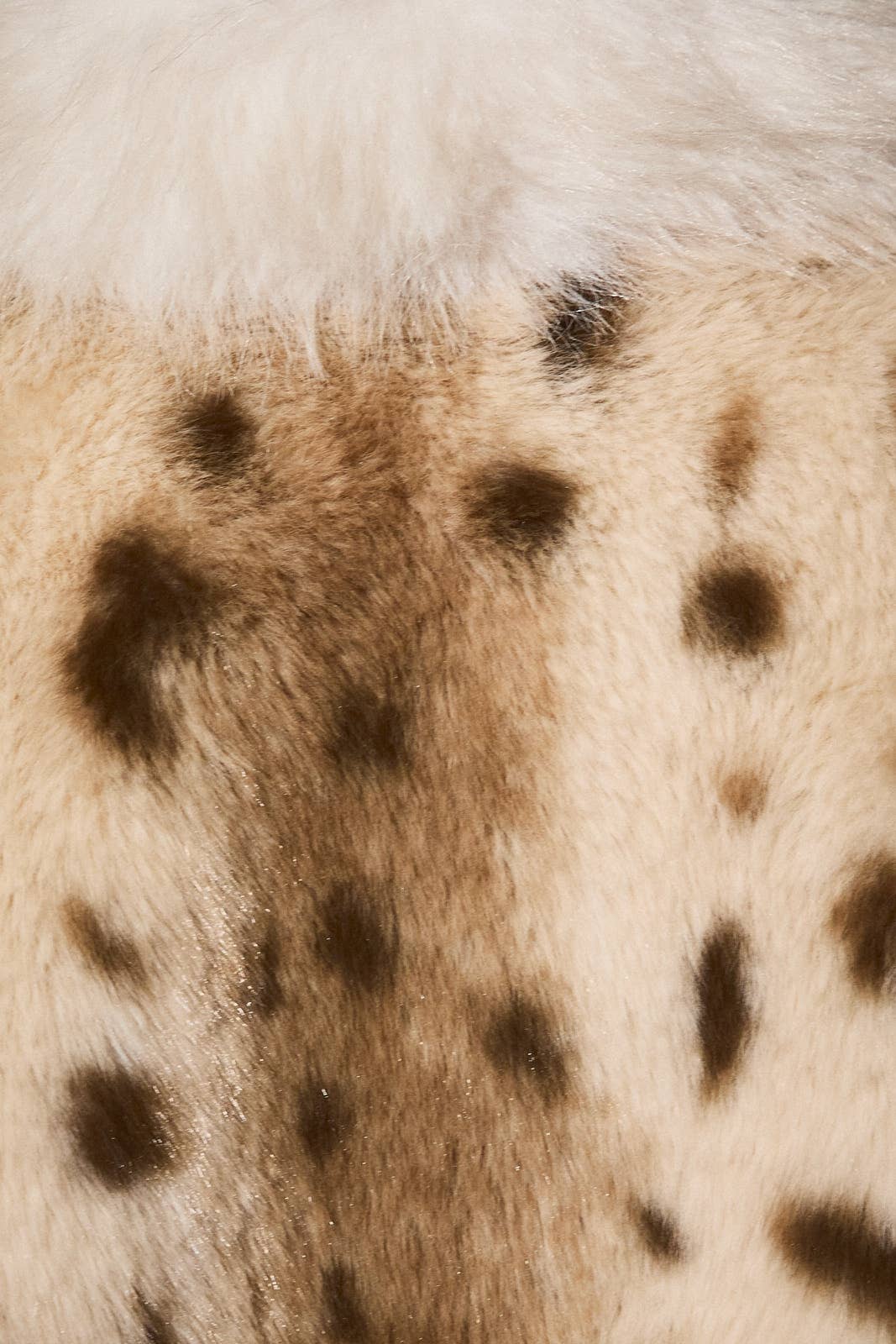 Jess Deer Print Jacket